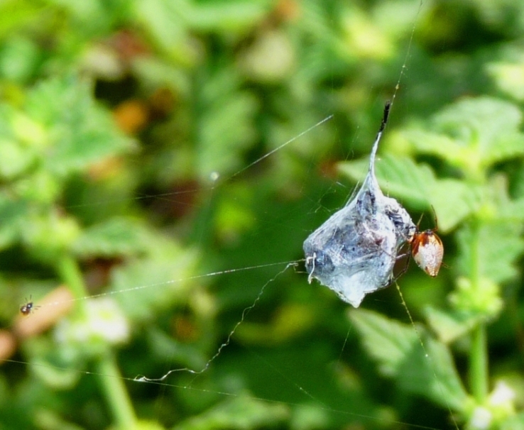 Gli astuti Argyrodes